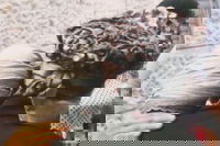 ה'שטערן טיכל'