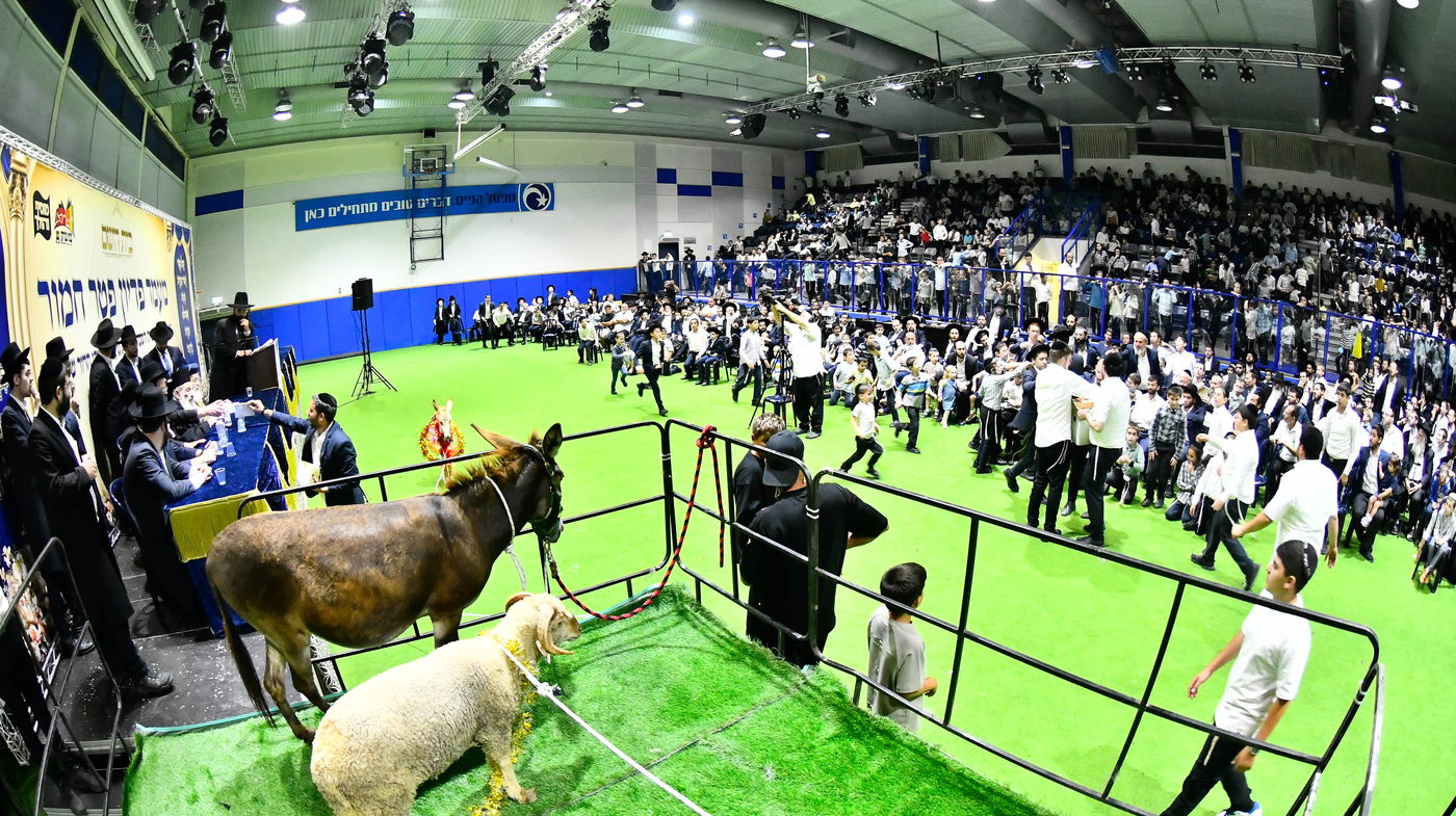 מעמד פדיון 'פטר חמור' בקהילת בית השם