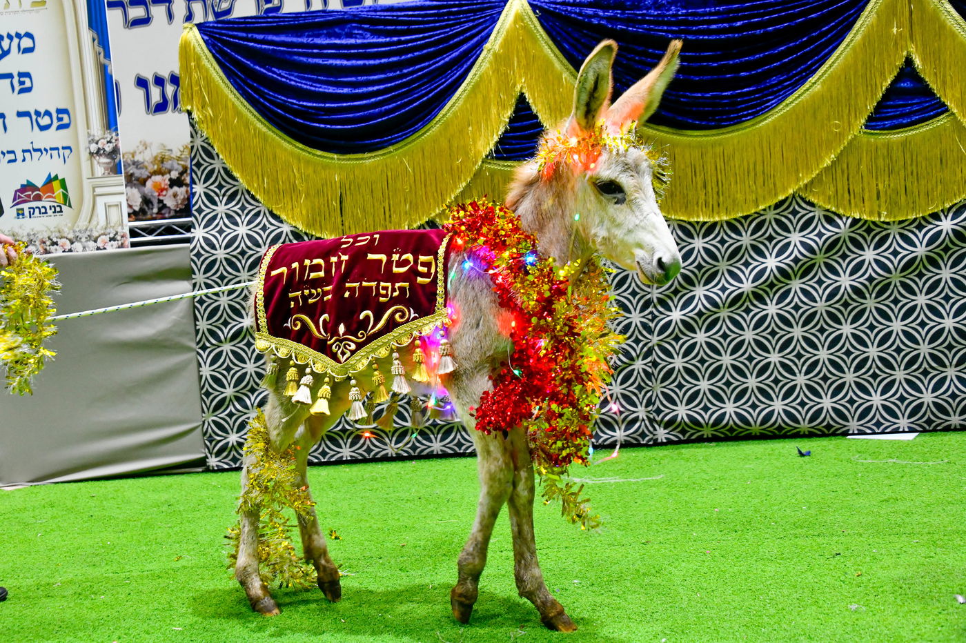 מעמד פדיון 'פטר חמור' בקהילת בית השם