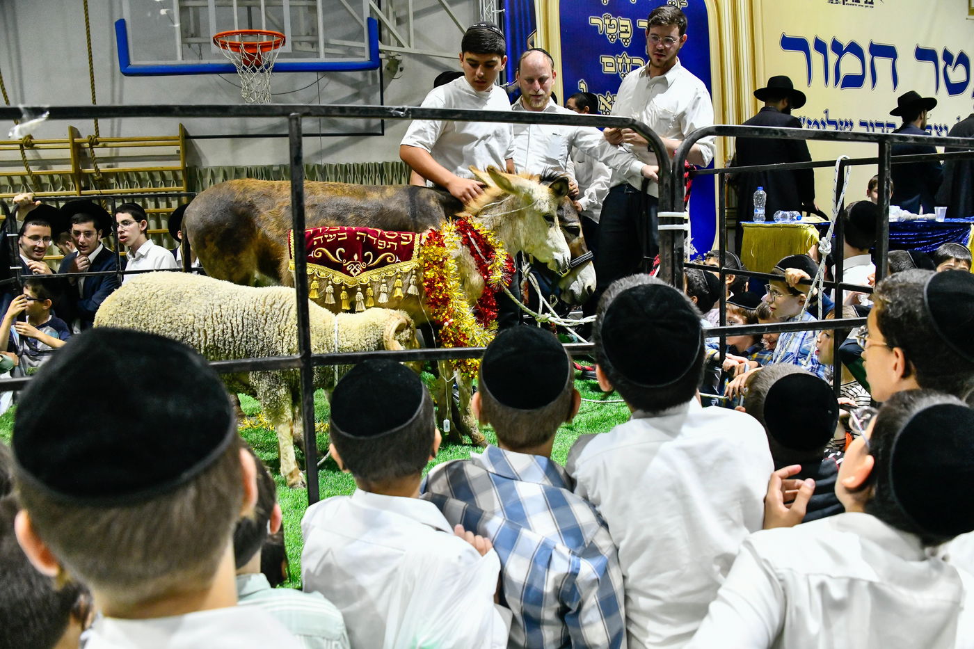 מעמד פדיון 'פטר חמור' בקהילת בית השם