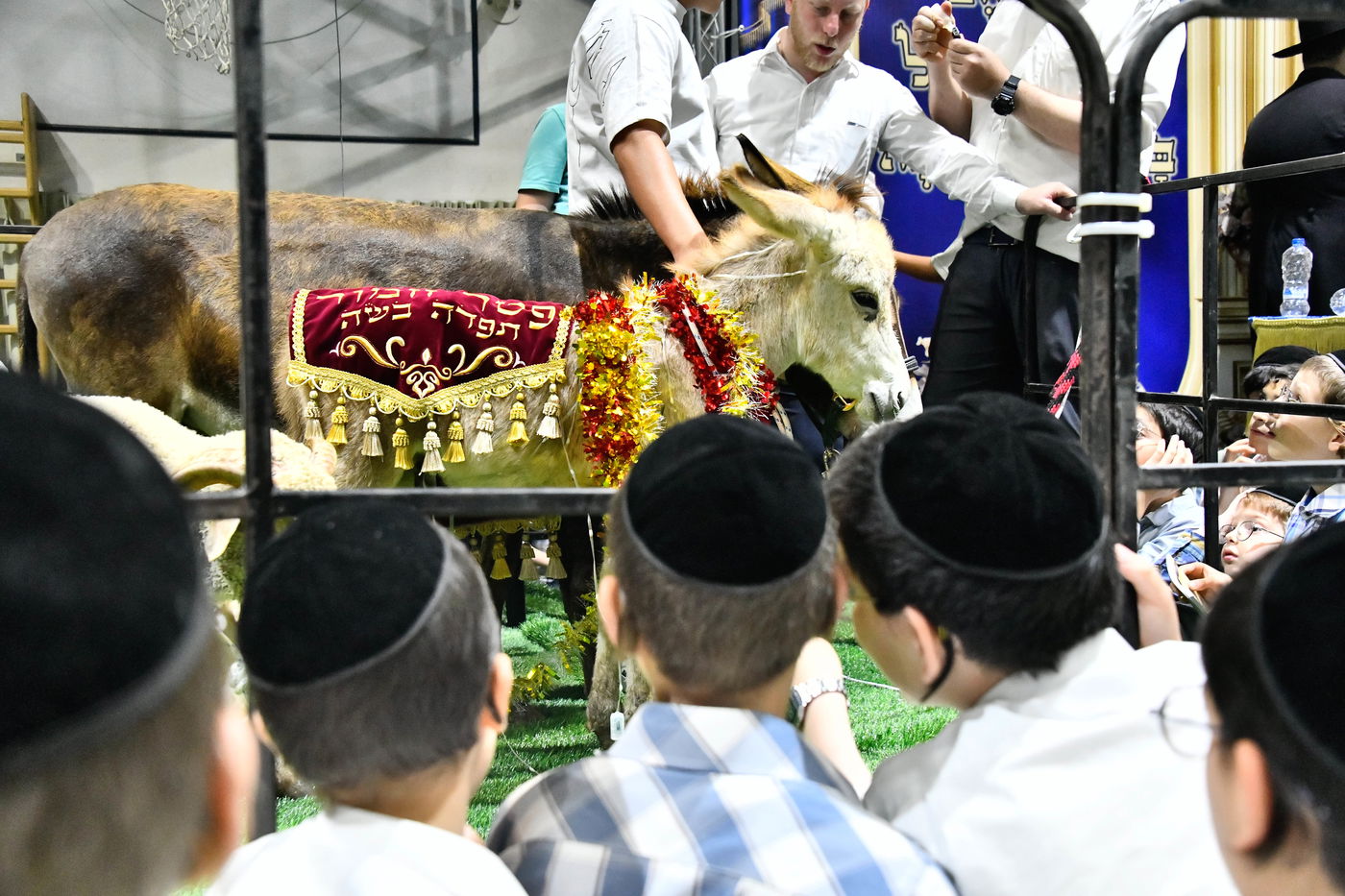 מעמד פדיון 'פטר חמור' בקהילת בית השם