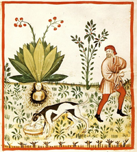 סצנה מהמיתולוגיה העממית האירופית: כלב קשור לשורש צמח הדודא 1474