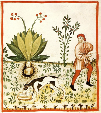 סצנה מהמיתולוגיה העממית האירופית: כלב קשור לשורש צמח הדודא 1474