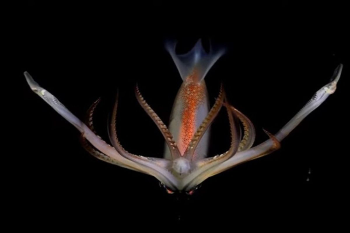 אחד מבעלי החיים הימיים שהחוקרים מצאו