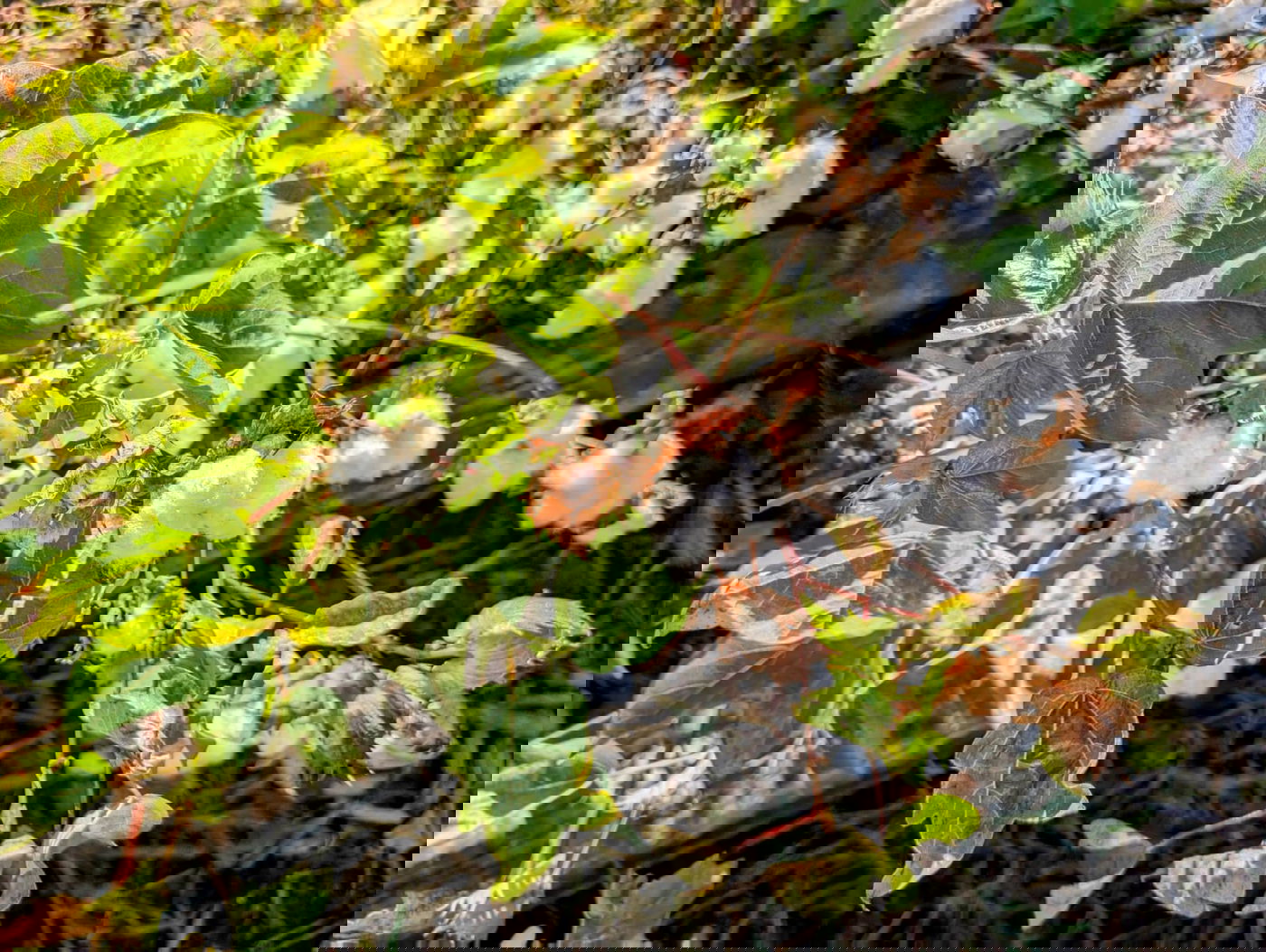 מעין השמחה בנחל ירמות - דקה מבית שמש | מתוך ספר 'המקומות הנדירים הקדושים והרטובים בארץ ישראל'