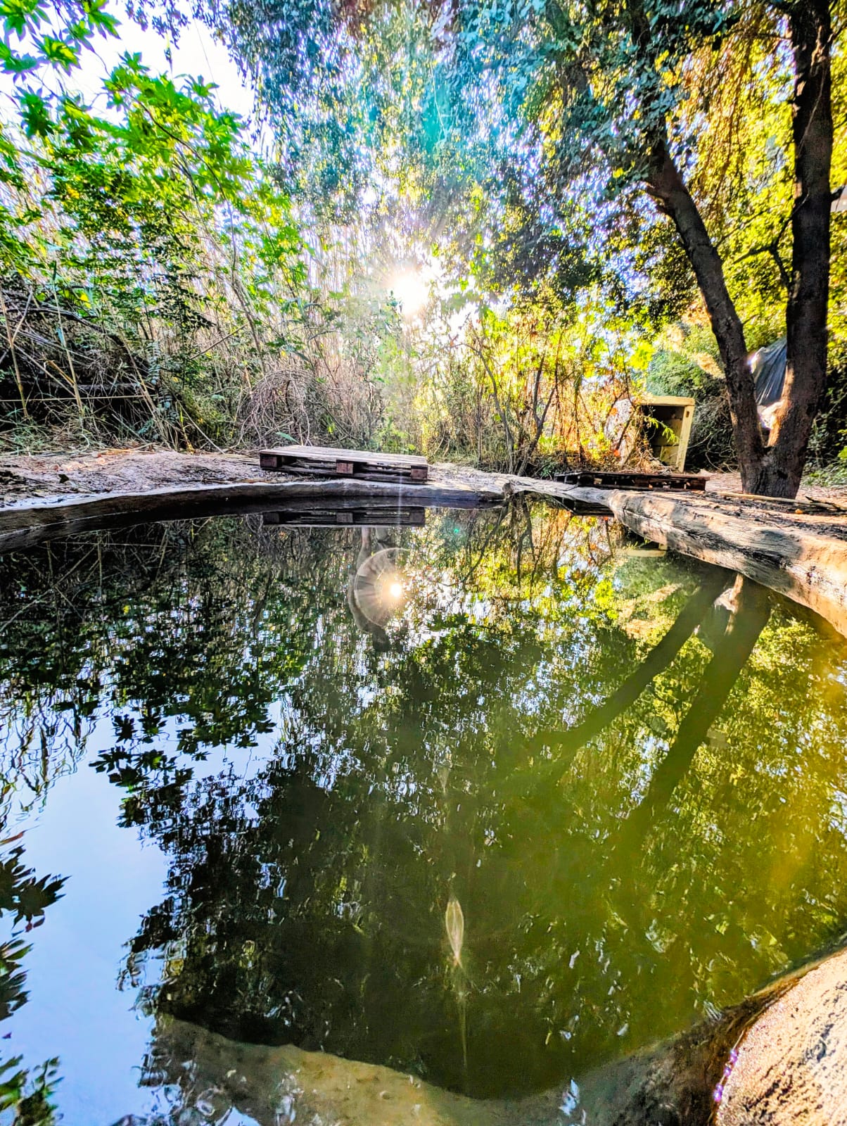 מעין השמחה בנחל ירמות - דקה מבית שמש | מתוך ספר 'המקומות הנדירים הקדושים והרטובים בארץ ישראל'