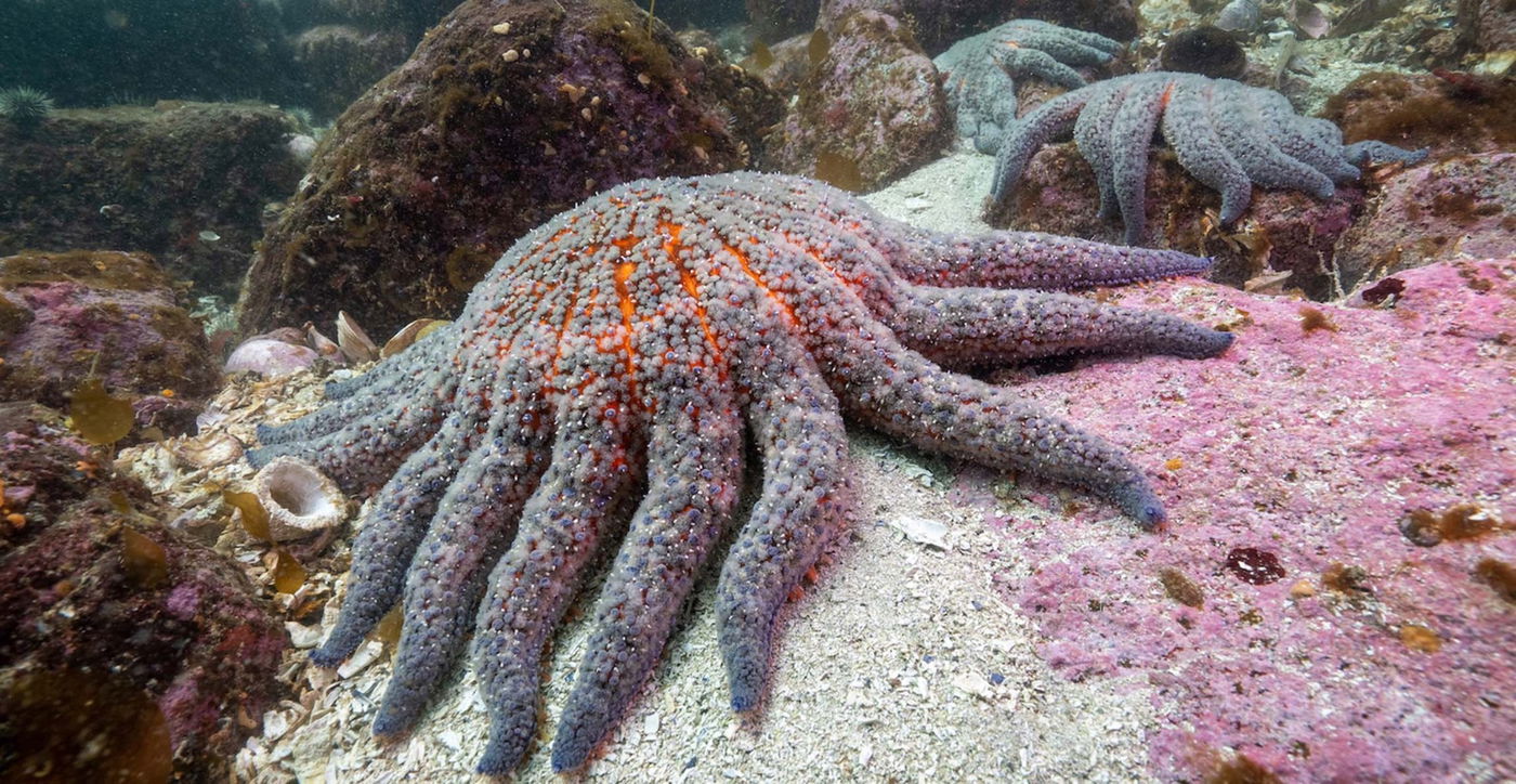 כוכבי ים חולים בצפון אמריקה