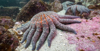 כוכבי ים חולים בצפון אמריקה