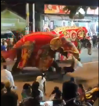 הפיל מתפרע בתהלוכה 