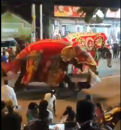 הפיל מתפרע בתהלוכה 