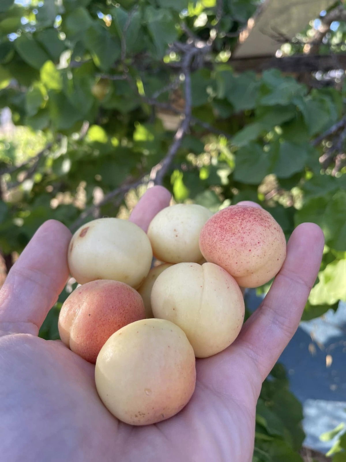 המעיינות בביתר עילית בין גבעה A ו-B בעונת האביב | מתוך ספר 'המקומות הנדירים הקדושים והרטובים בארץ ישראל'