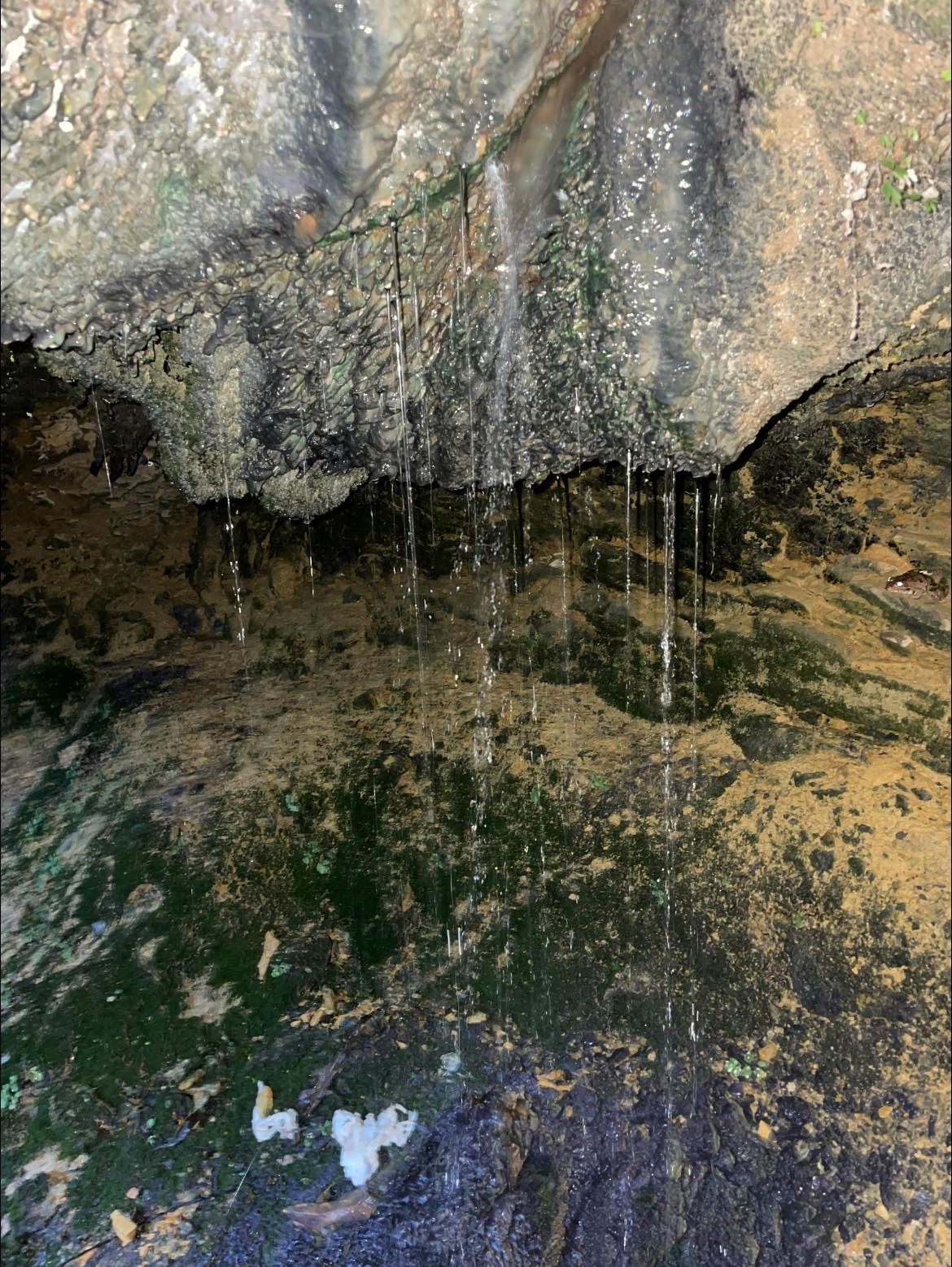 המעיינות בביתר עילית בין גבעה A ו-B בעונת האביב | מתוך ספר 'המקומות הנדירים הקדושים והרטובים בארץ ישראל'