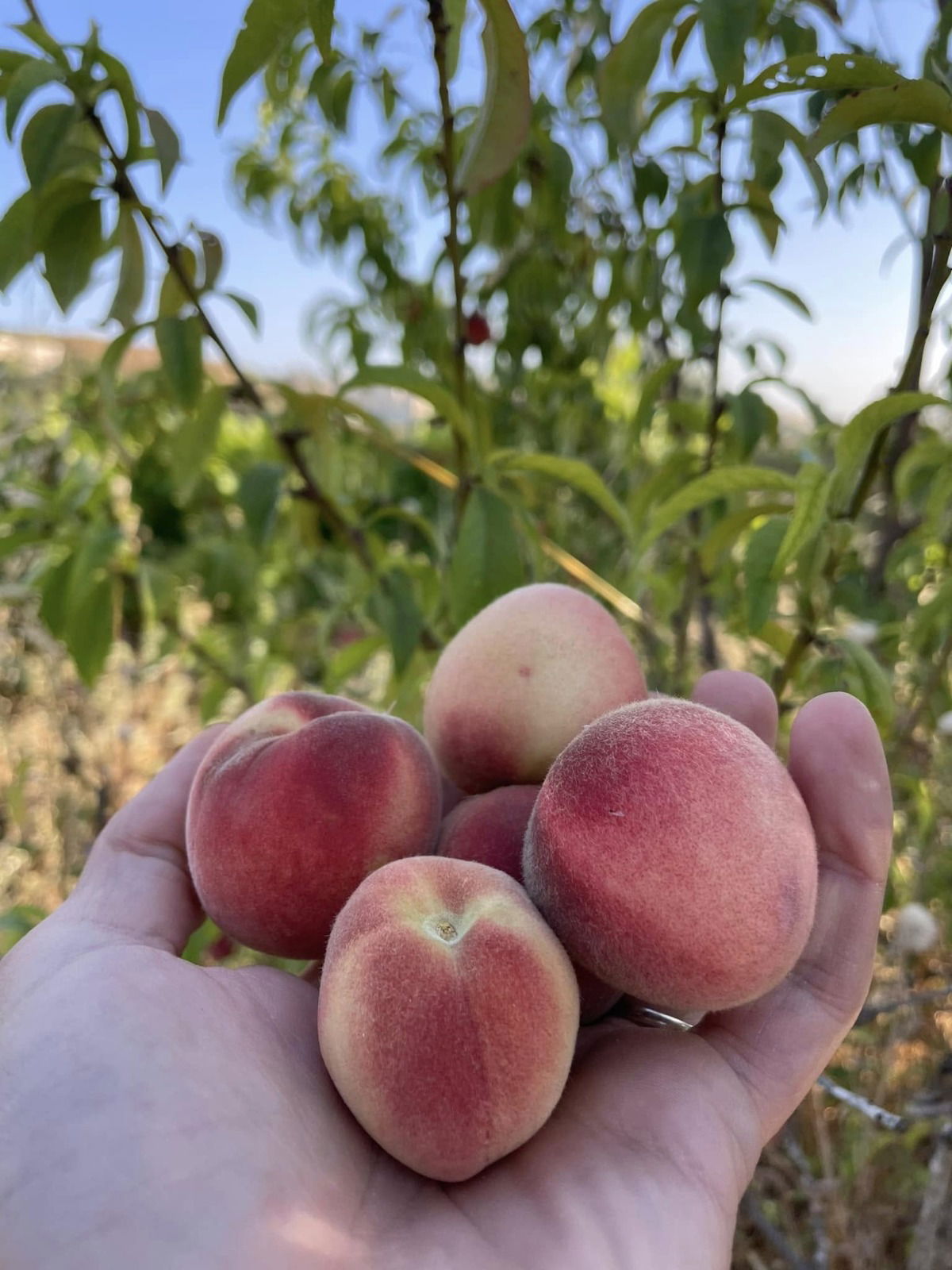 המעיינות בביתר עילית בין גבעה A ו-B בעונת האביב | מתוך ספר 'המקומות הנדירים הקדושים והרטובים בארץ ישראל'