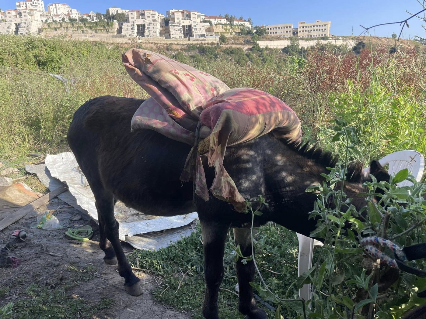 המעיינות בביתר עילית בין גבעה A ו-B בעונת האביב | מתוך ספר 'המקומות הנדירים הקדושים והרטובים בארץ ישראל'