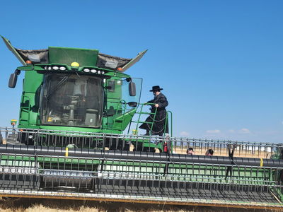 הגה"צ רבי מנחם מנדל טייטלבוים בקצירת חיטים