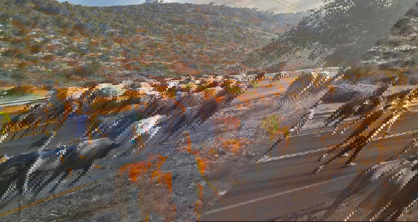 עדר הבקר צועד