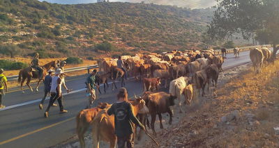 עדר הבקר צועד