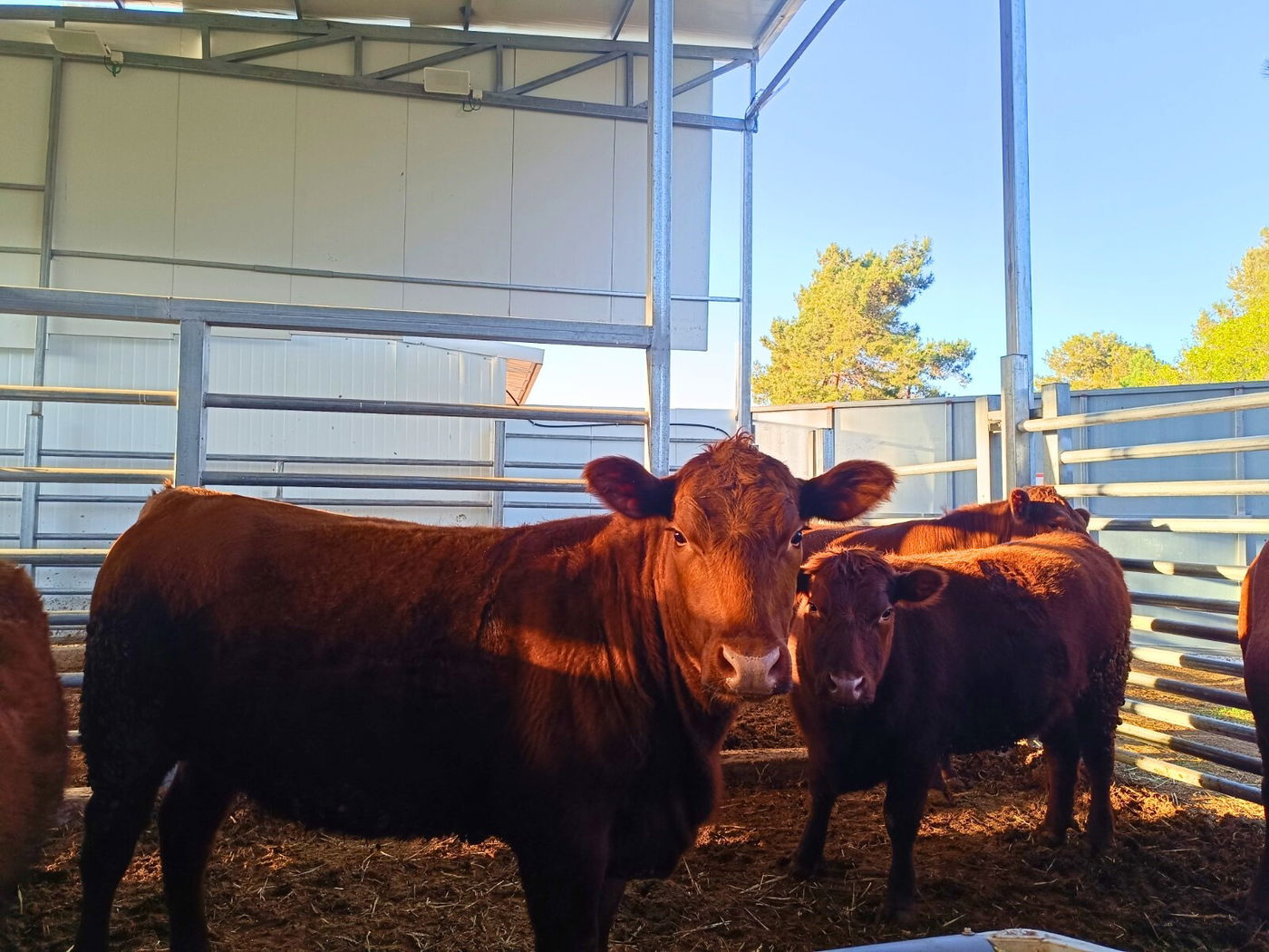 הפרות האדומות באתר שילה