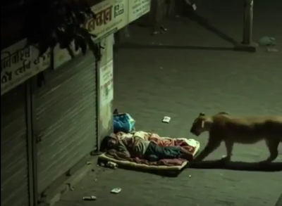 סרטון הלביאה, פייק?