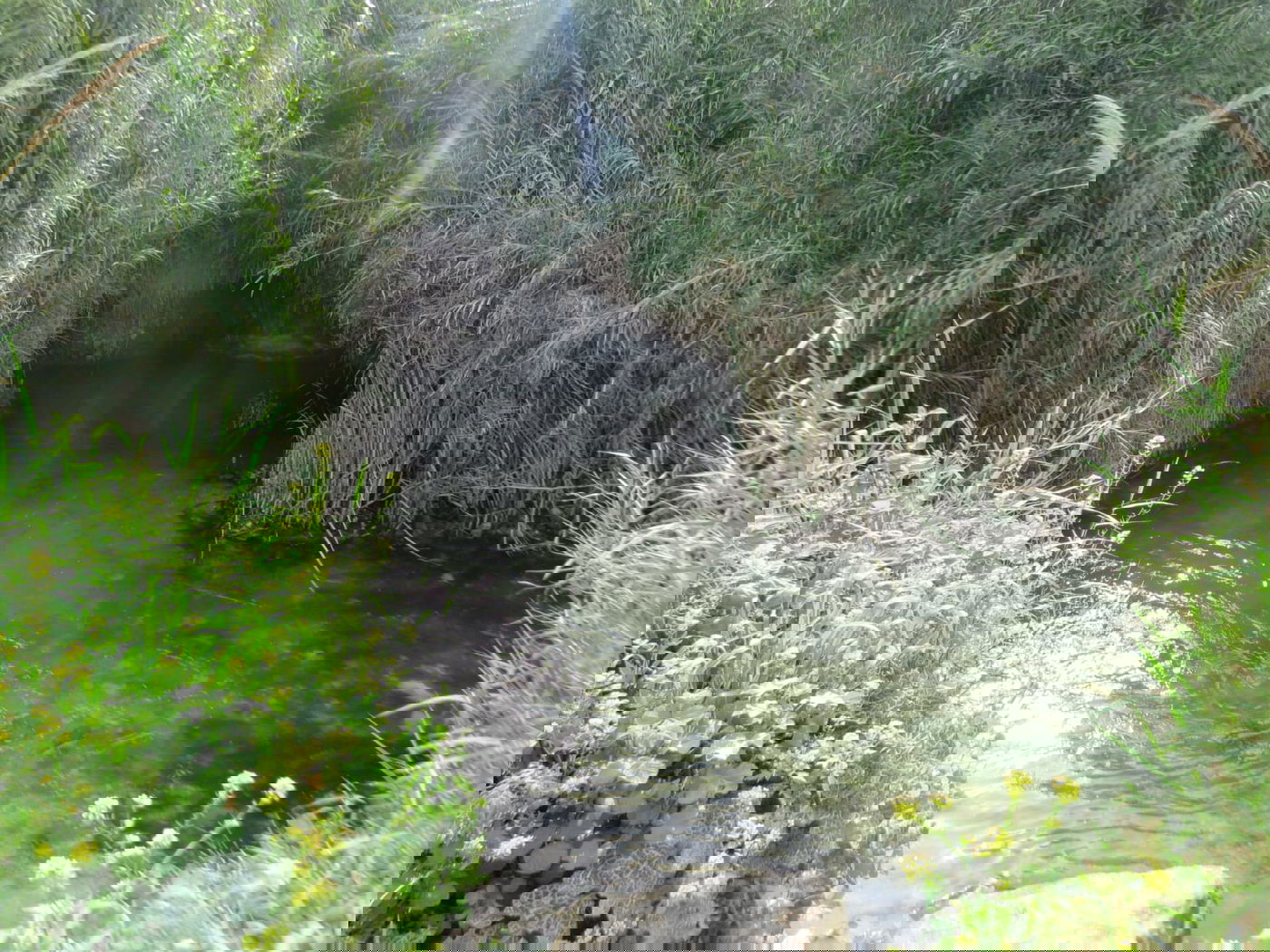 עין אביאל | מתוך ספר 'המקומות הנדירים הקדושים והרטובים בארץ ישראל'