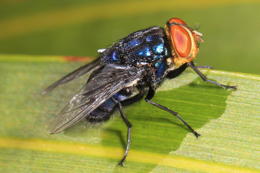 זבוב ה-Cochliomyia hominivorax