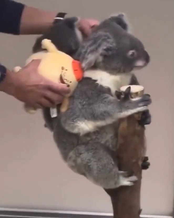 הקואלה בגן החיות