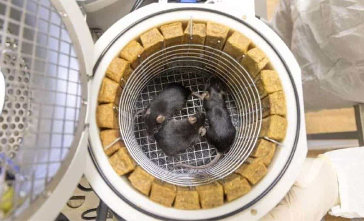 חלק מהעכברים של החללית