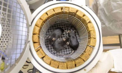 חלק מהעכברים של החללית