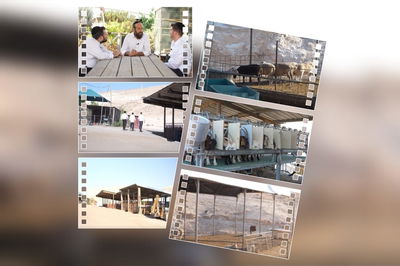 החווה החקלאית החסידית במצפה יריחו: "הציבור החרדי חייב חוות כאלה לנפש" | צפו