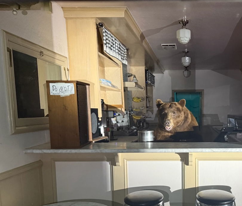 "Do NOT Touch" הדוב נתפס על חם