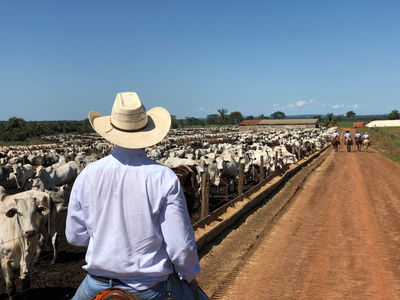 מגדלי בקר בארה"ב