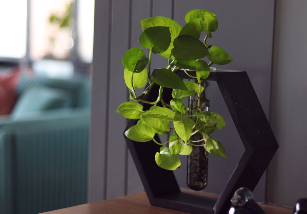 צמחים שמוסיפים חיים