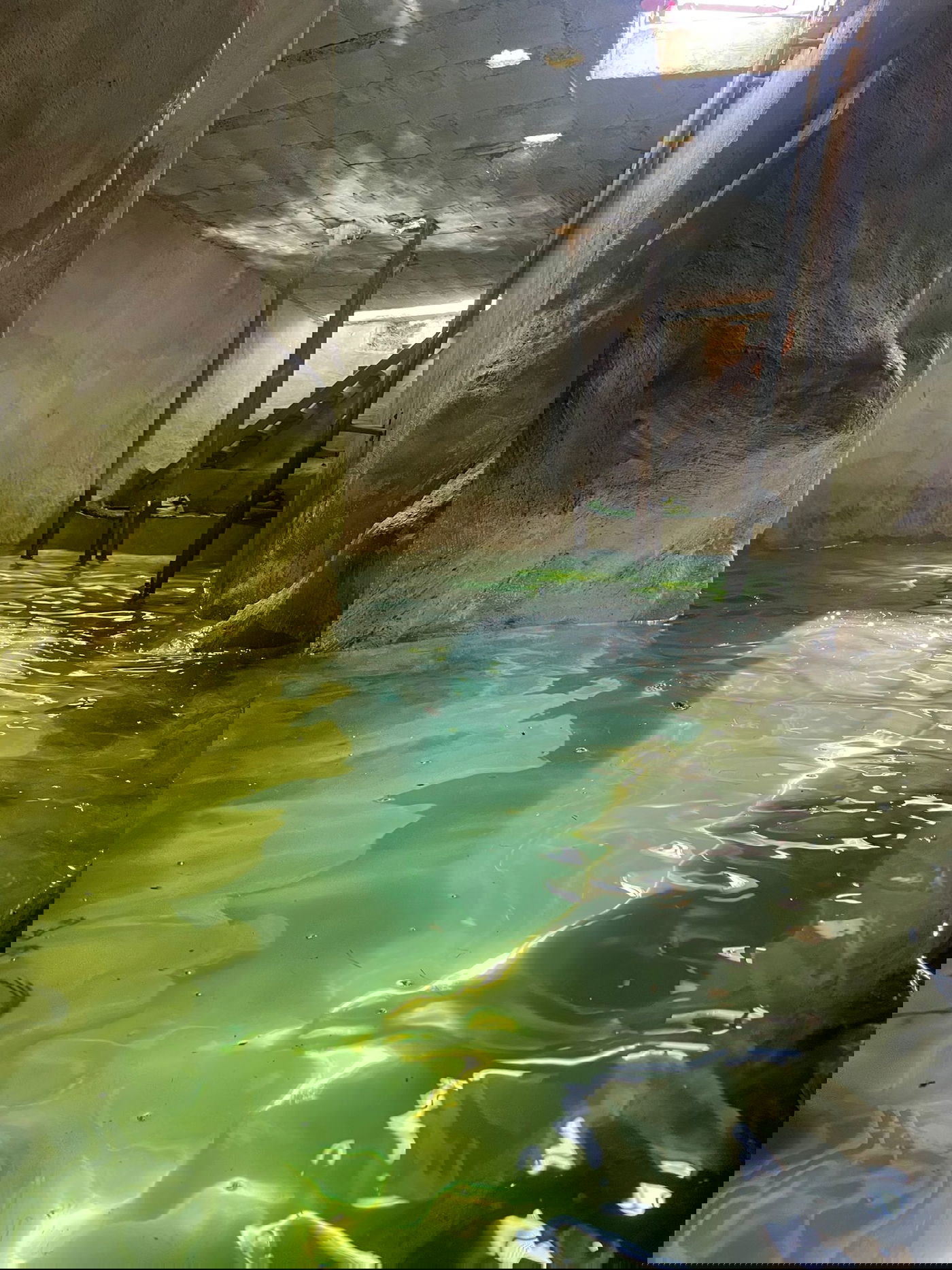 בור אדוריים [מתוך ספר 'המקומות הנדירים הקדושים והרטובים בארץ ישראל']