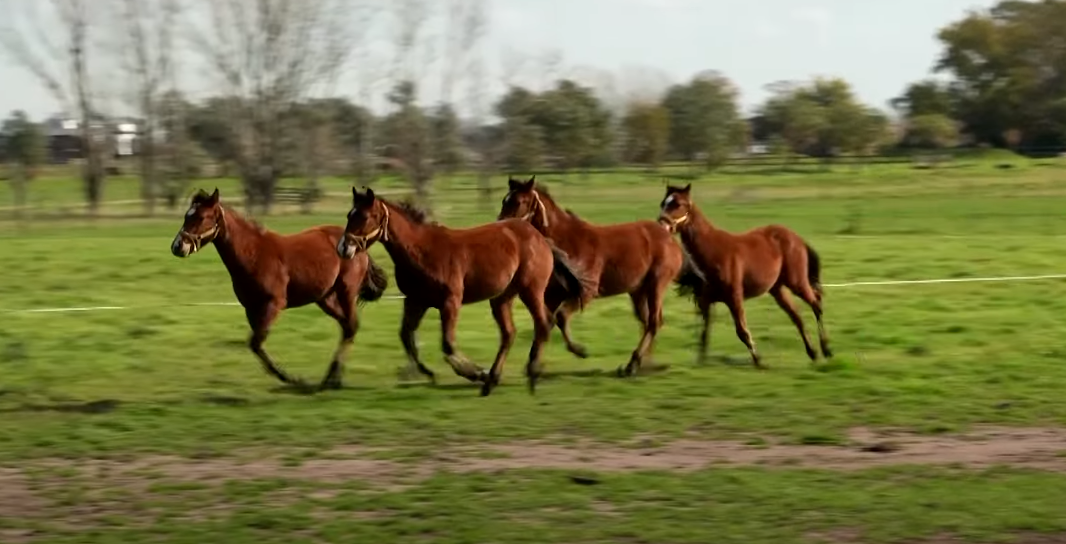 הסוסים המשופרים גנטית