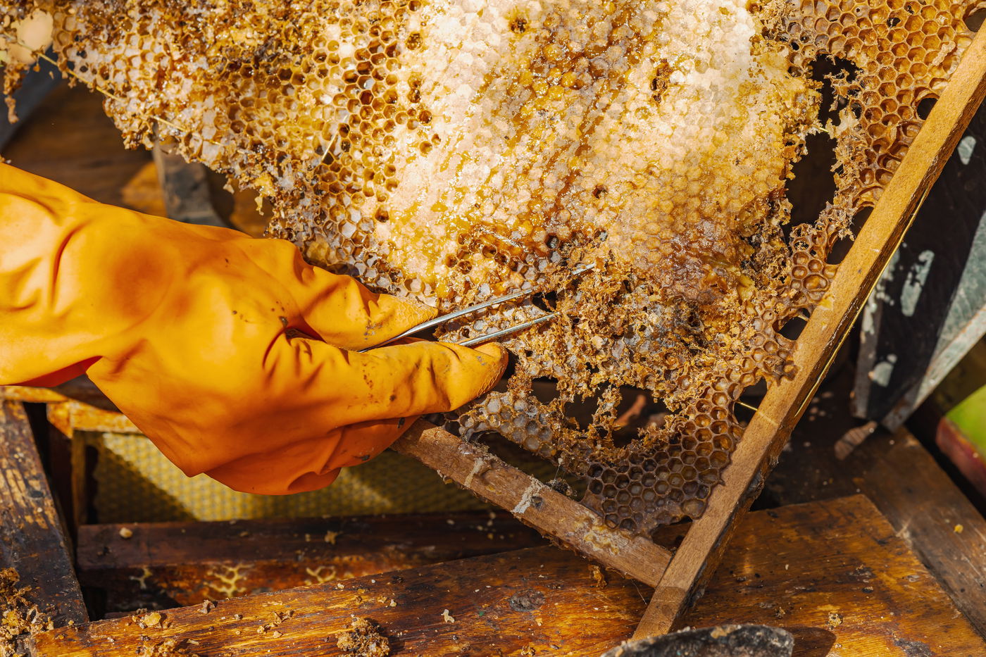 כוורת דבורים נגועה בעש הדונג