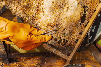 כוורת דבורים נגועה בעש הדונג