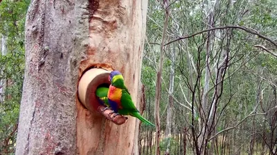 בית גידול בעץ שהוכן ע"י החברה