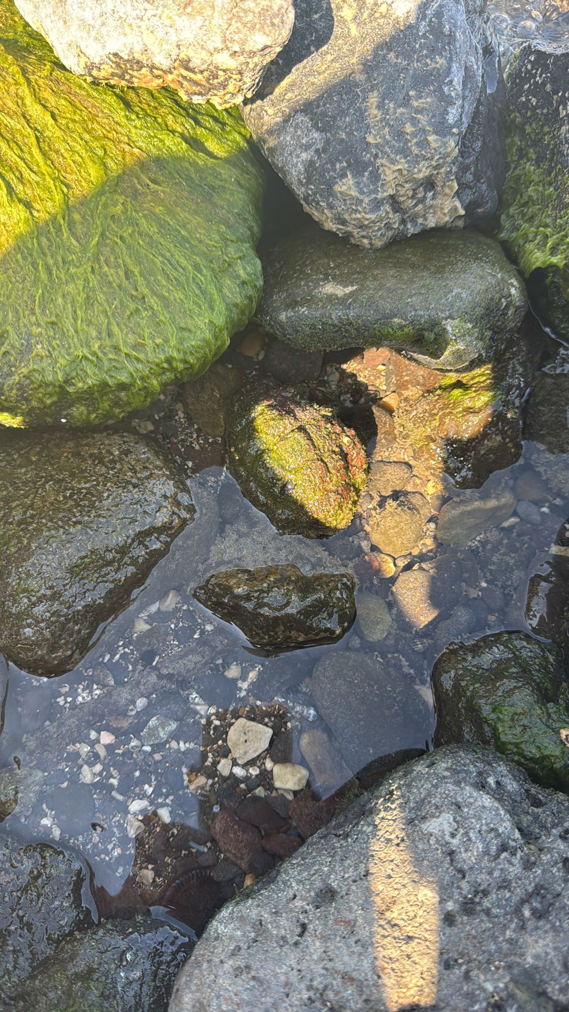 הרימון שנמצא