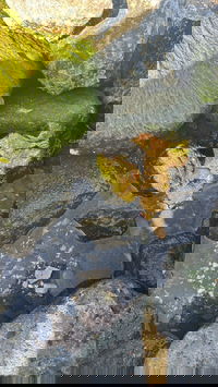 הרימון שנמצא