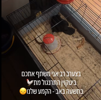 חבל על דאבדין התרנגול ביטקוין איננו