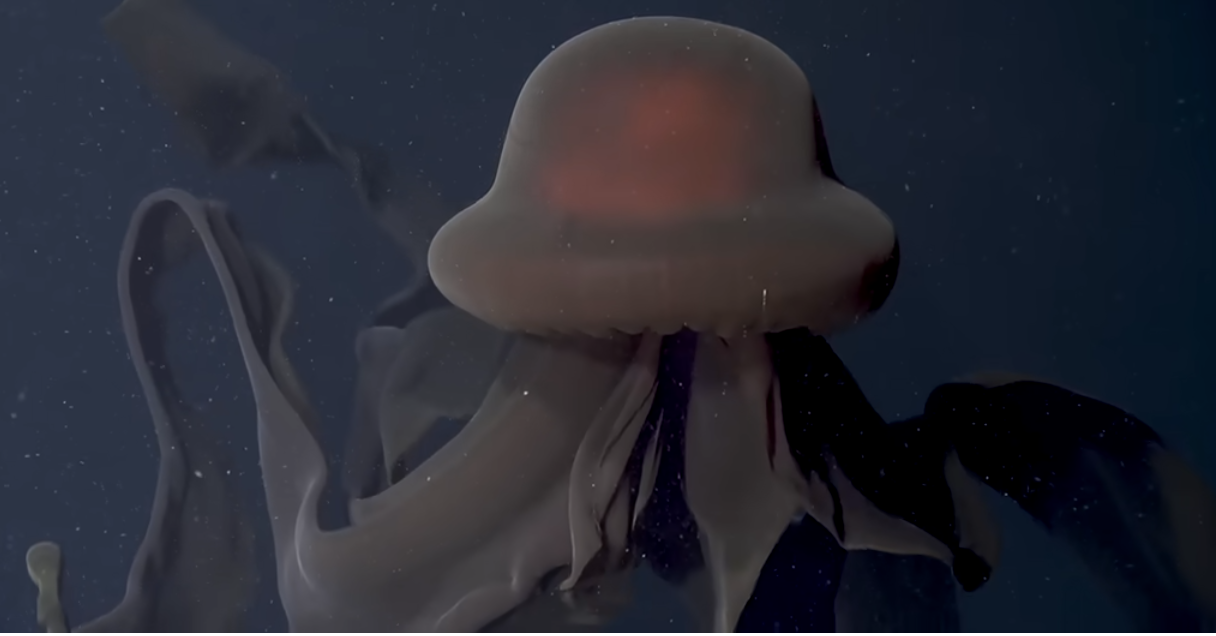 המדוזה הענקית