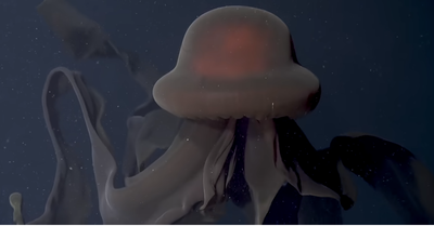 המדוזה הענקית