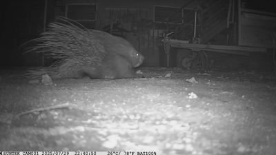 מה עושים הדורבנים בלילות?! | תיעוד מקסים מהספארי