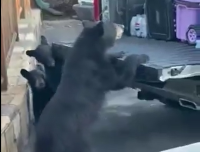 הדובים פושטיים על האוכל