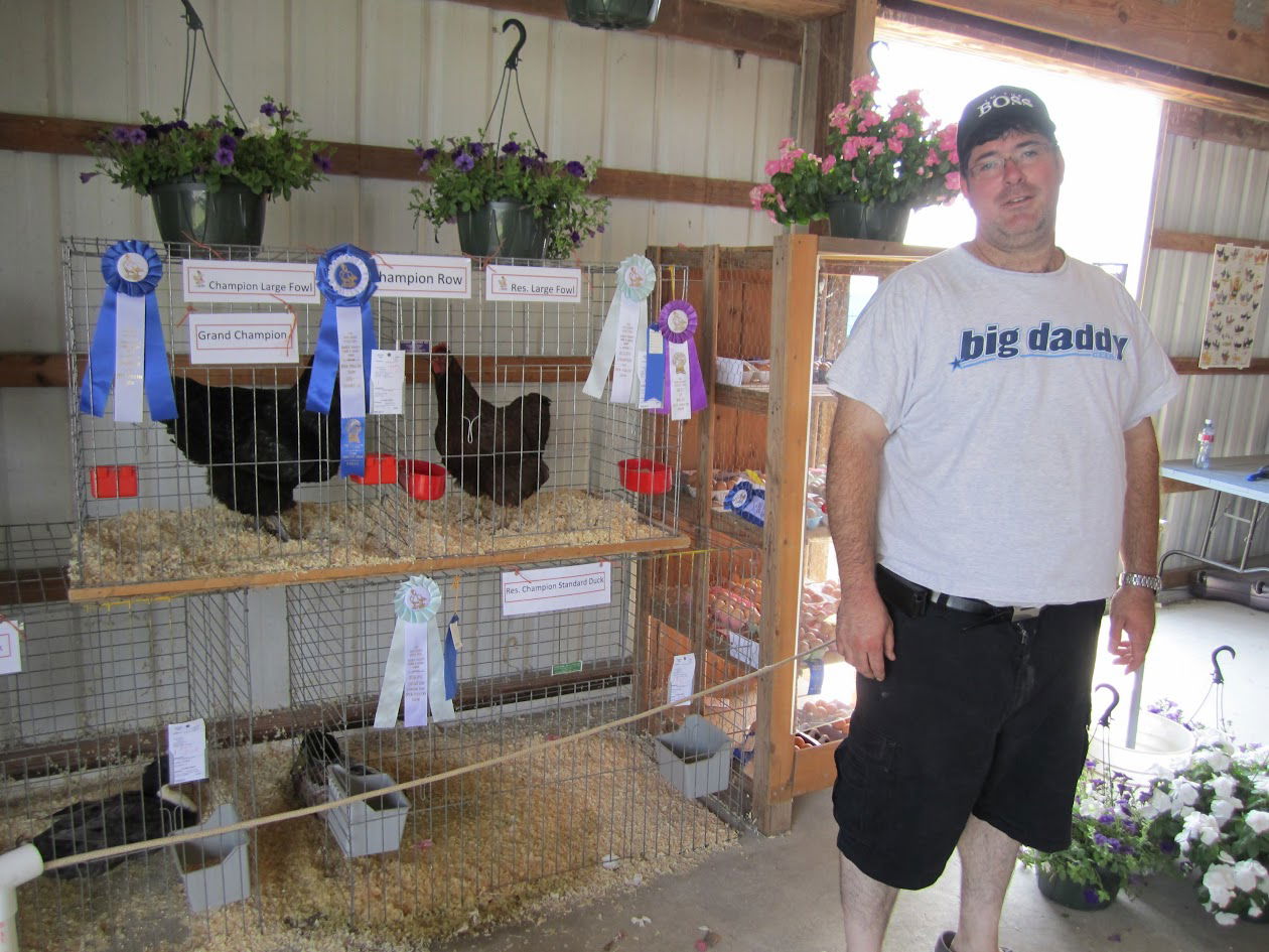 תחרות יופי לתרנגולות בארה"ב