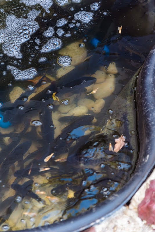  ערב השנה החדשה בקהילה היהודית במוסקבה 