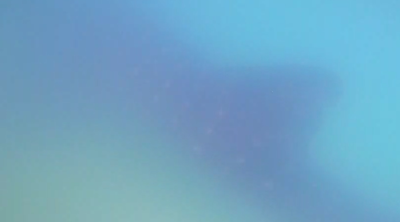 הבהלה בחוף הים באשדוד: כריש לווייתן שהגיע לראשונה לארץ הלחיץ את הרוחצים