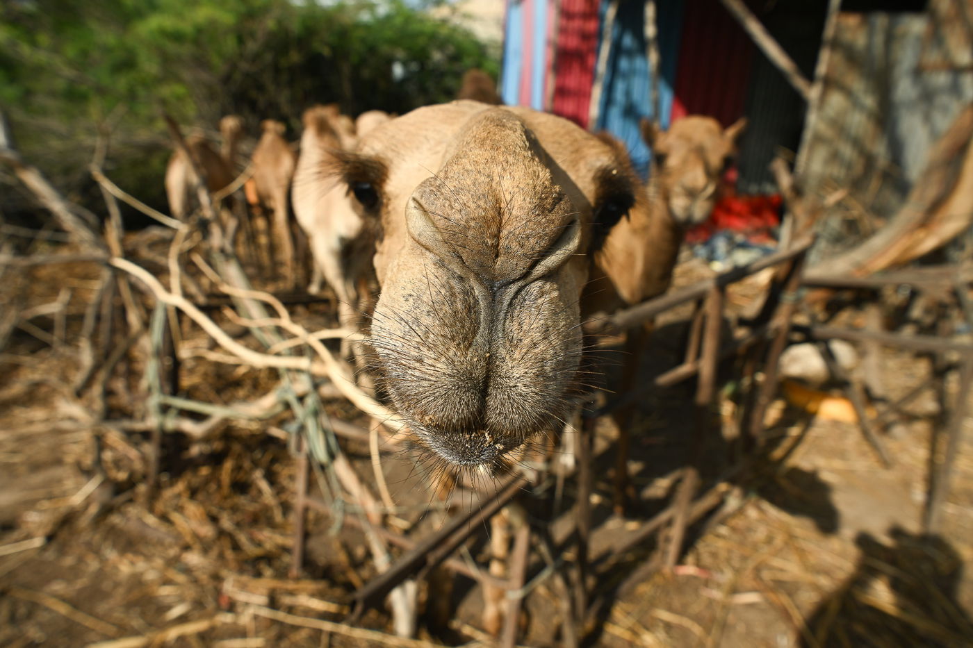 מסע מסוכן בסומליה
