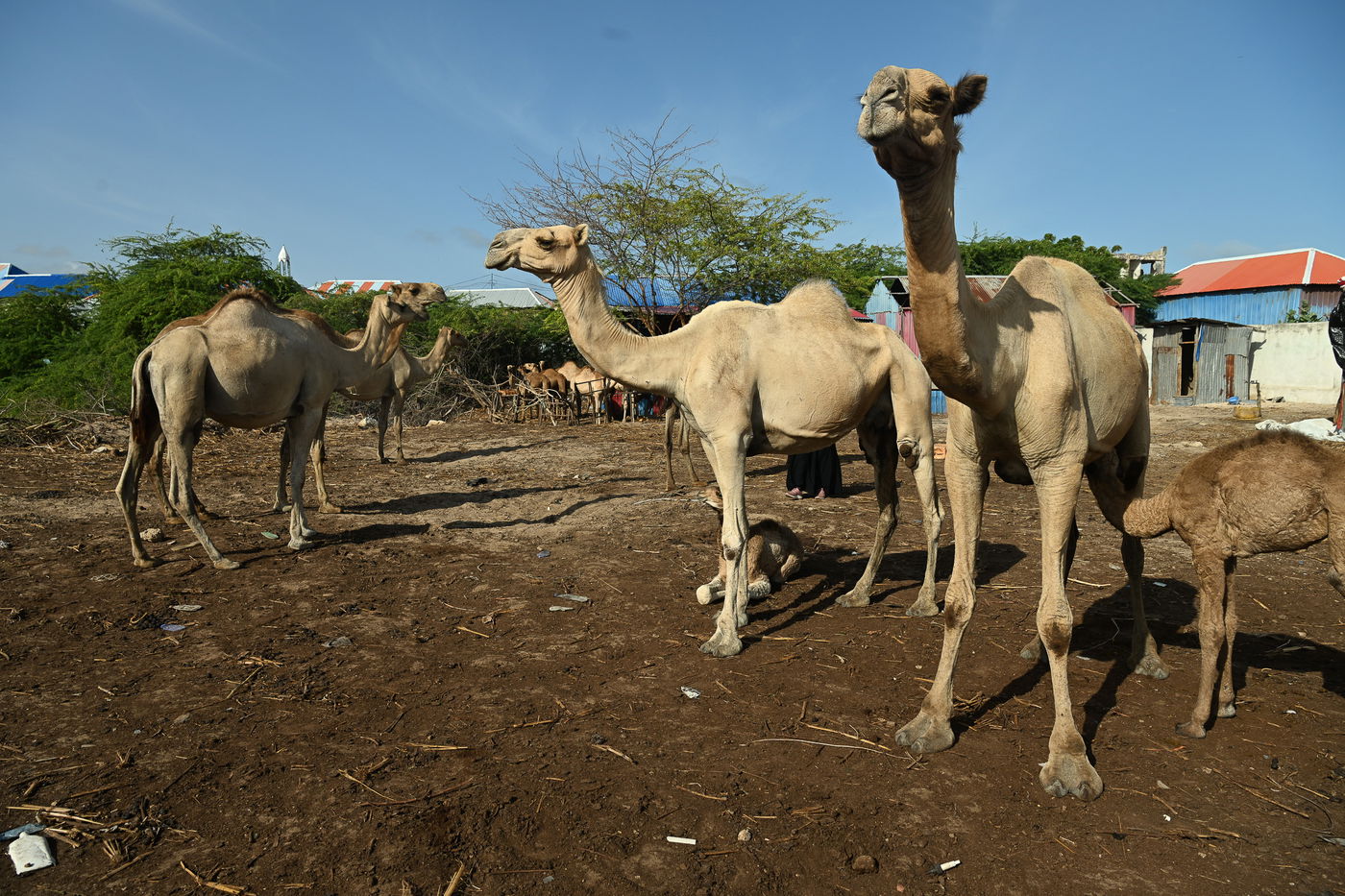 מסע מסוכן בסומליה