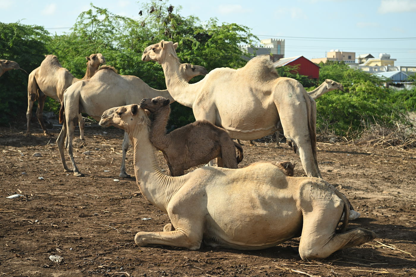 מסע מסוכן בסומליה